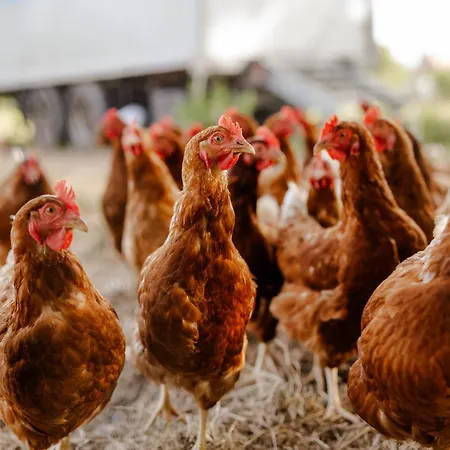 Alte Schule 2 Διαμέρισμα