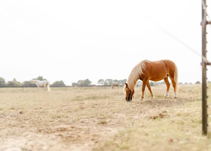 Apartamento Alte Schule 2 *